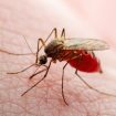 Malaria home remedies