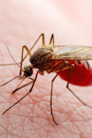 Malaria home remedies