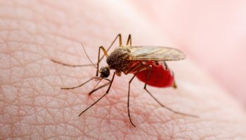 Malaria home remedies