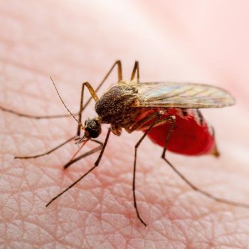 Malaria home remedies