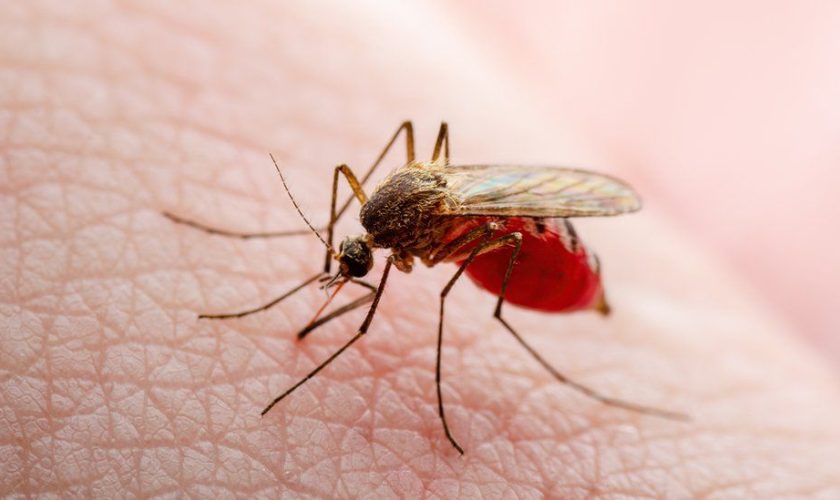 Malaria home remedies